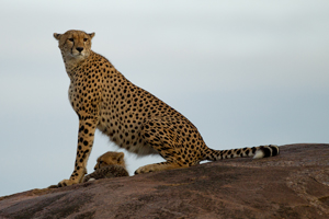 cheetah